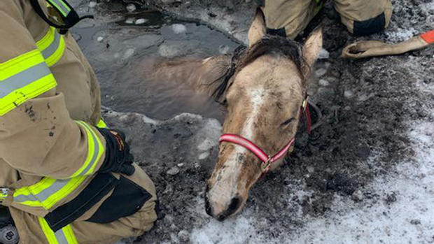 Horse rescued from water 