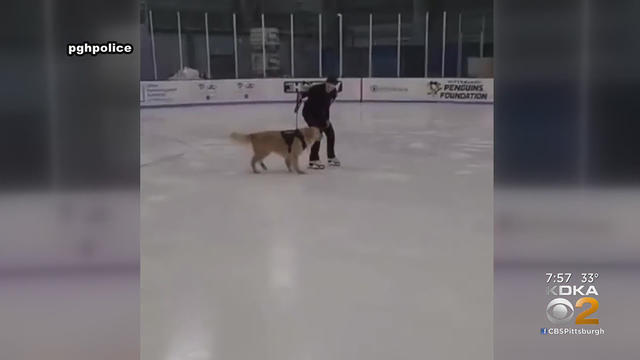 zane-comfort-dog-skating.jpg 