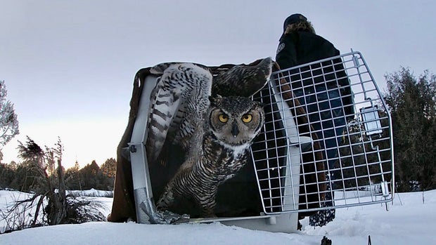 OWL RESCUE CPW copy
