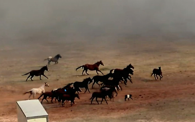 Horses at grass fire in Wise County 