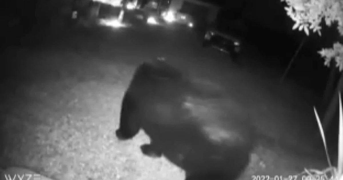 Naples Home Surveillance Camera Captures Visit From Large Black Bear