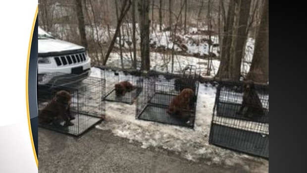 indiana-county-dog-rescue 