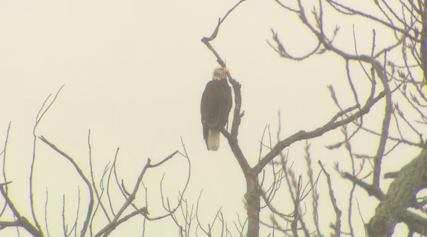 Bald eagle at White Rock Lake 