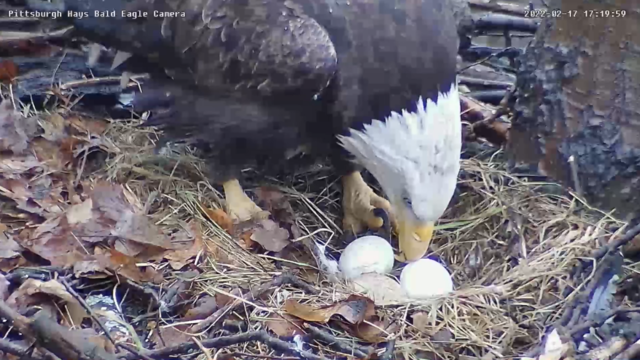 Eagles fans nesting in Pittsburgh