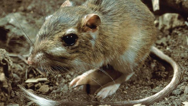 kangaroo-rat 