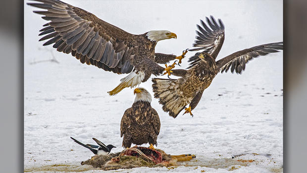 Bald Eagles - Lead Poisoning 