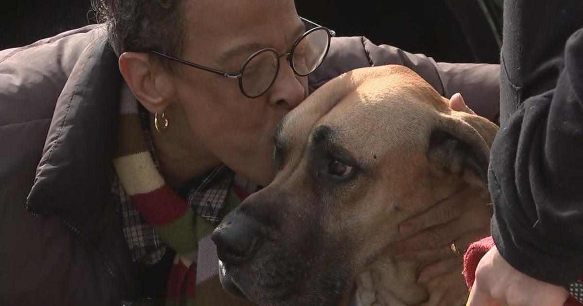 South Jersey Woman Claims Implicit Bias Kept Her From Adopting Dog For 2  Years: 'I Was Humiliated' - CBS Philadelphia