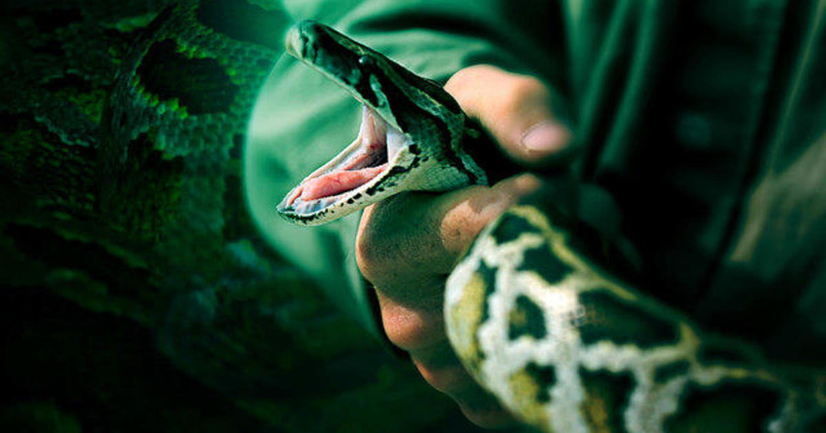 Snakes Alive! Massive Burmese Python Found in Florida Goes V - Florida  Sportsman