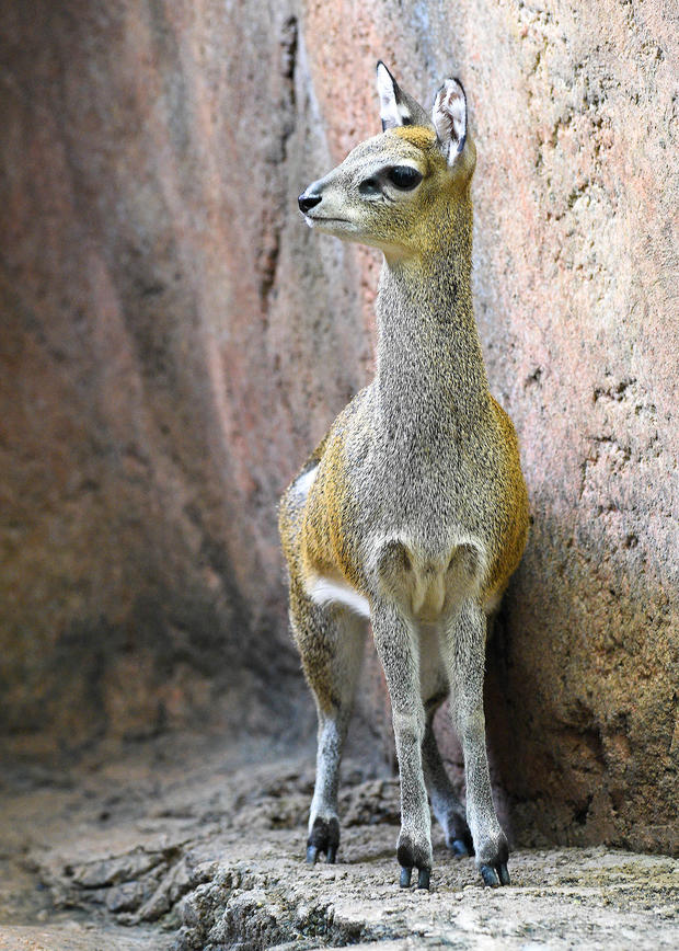 Asali Klipspringer 