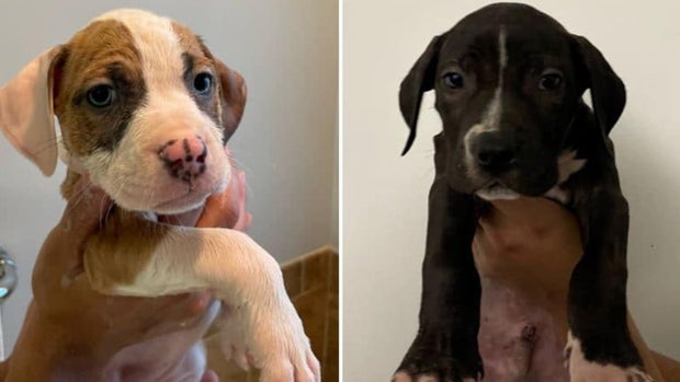 Littleton Stolen Puppies 