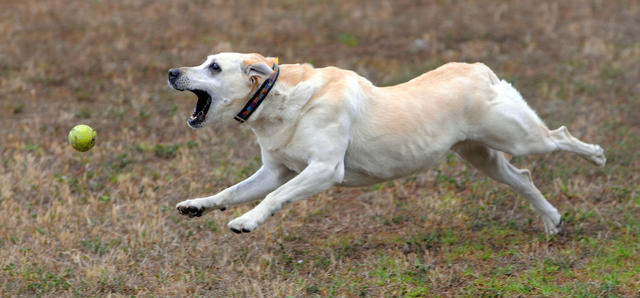 Paws down! Hank the Brewers dog arrives in Milwaukee