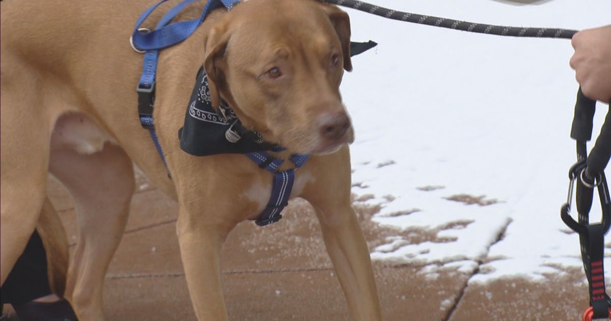 Denver Animal Protection Responds To Calls Of Dogs Left In The ...
