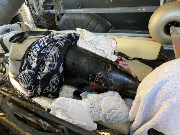 injured dolphin 2 