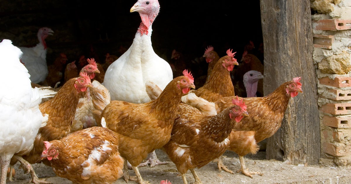 Bird flu outbreak waning but threat of virus lingers - Vimarsana News