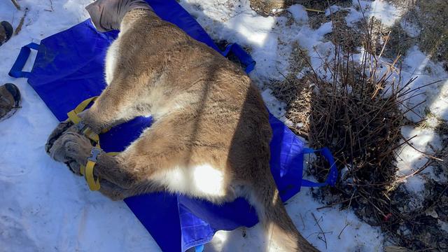 Possible mountain lion reported in Princeton resident's yard 