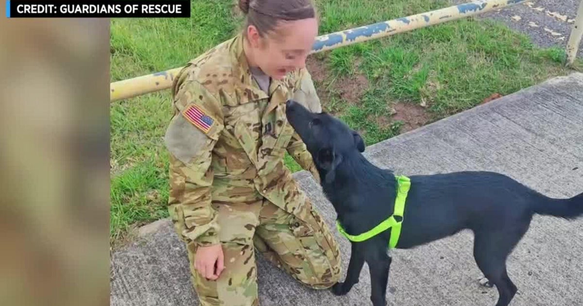 New York nonprofit Guardians of Rescue seeks help saving 2 dogs being ...