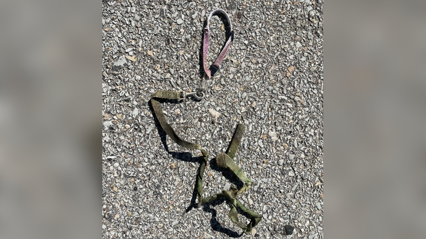 elizabeth animal cruelty 