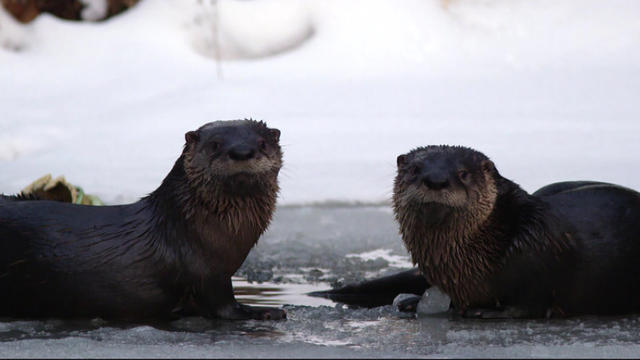 otters-913880-640x360.jpg 