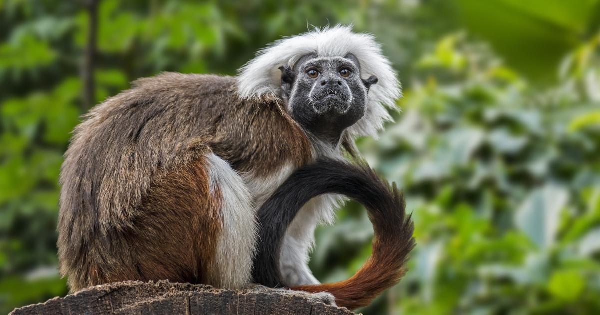 Hong Kong’s oldest zoo seeks solutions after deaths of 9 monkeys, together with significantly endangered Tamarins