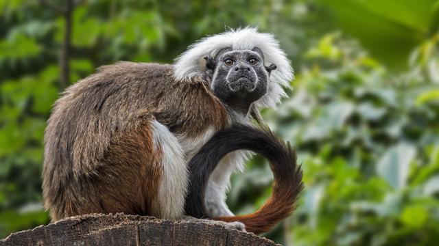 The Cotton-top Tamarin Saguinus Oedipus,United States,USA 