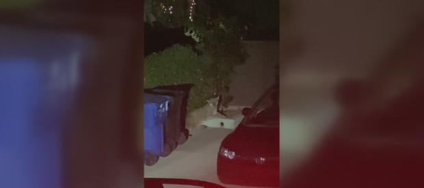 Mountain Lion Spotted In Silver Lake Could Be Famed P-22 