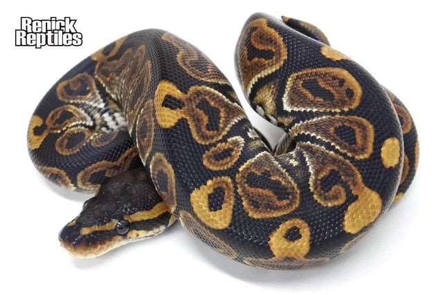 Renick Reptiles snake