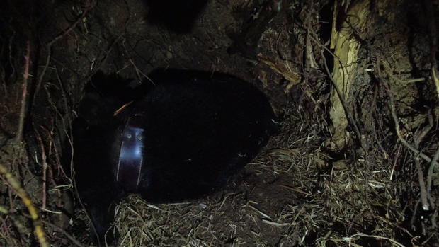 A black bear hibernating in a den near Grand Rapids 