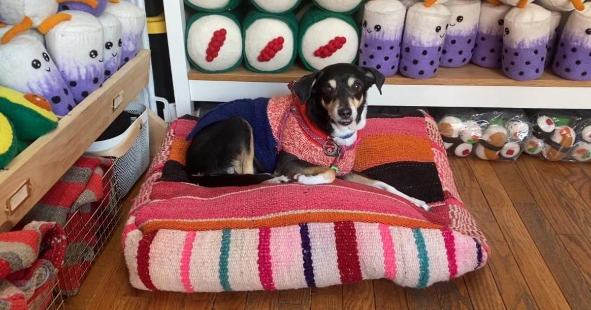 Ethical canine fashion finds a home at Gone to the Dogs in Park Slope ...