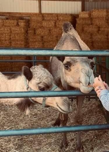 Loose camel attacks and kills two people near Tennessee petting zoo ...