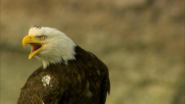 0312-cbssatmo-baldeagles-glor-920131-640x360.jpg 