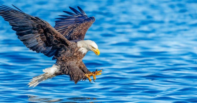 Bald eagle hatches in California - CBS News