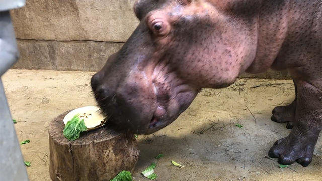 hippos.jpg 