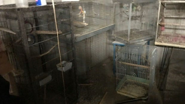 ellen kessler home bird cages 