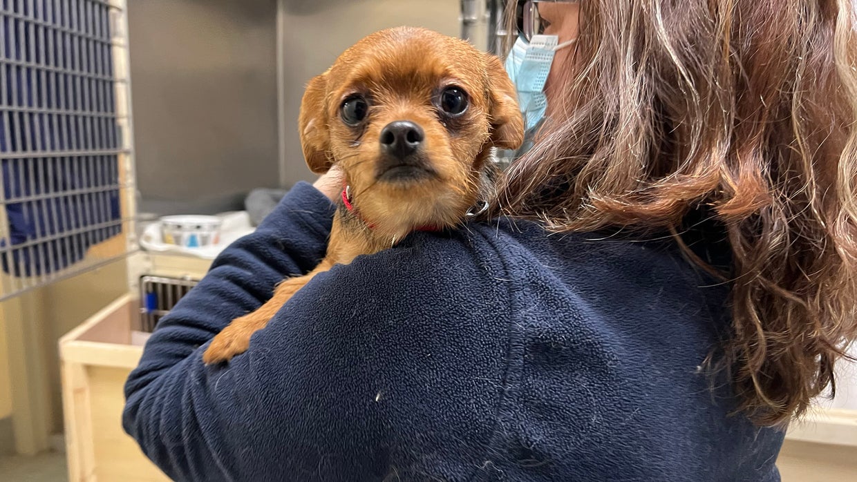 23 Yorkie Mixes, Some Rescued From Backyard Shed, Going Up For Adoption ...