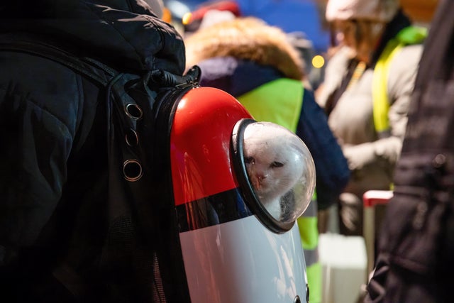 A cat peeks from a pet carrier backpack.Hundreds of 