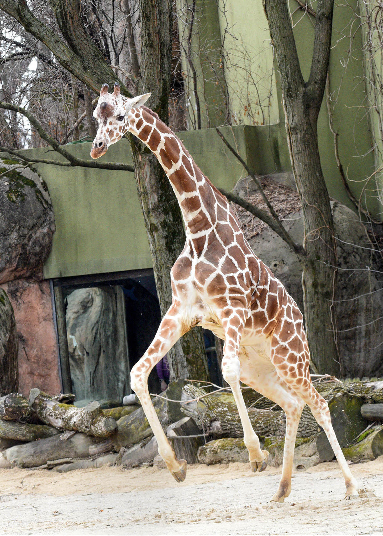 Brookfield Zoo giraffes enjoy warm temperatures outdoors CBS Chicago
