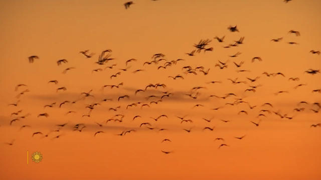 sandhillcranes-929794-640x360.jpg 