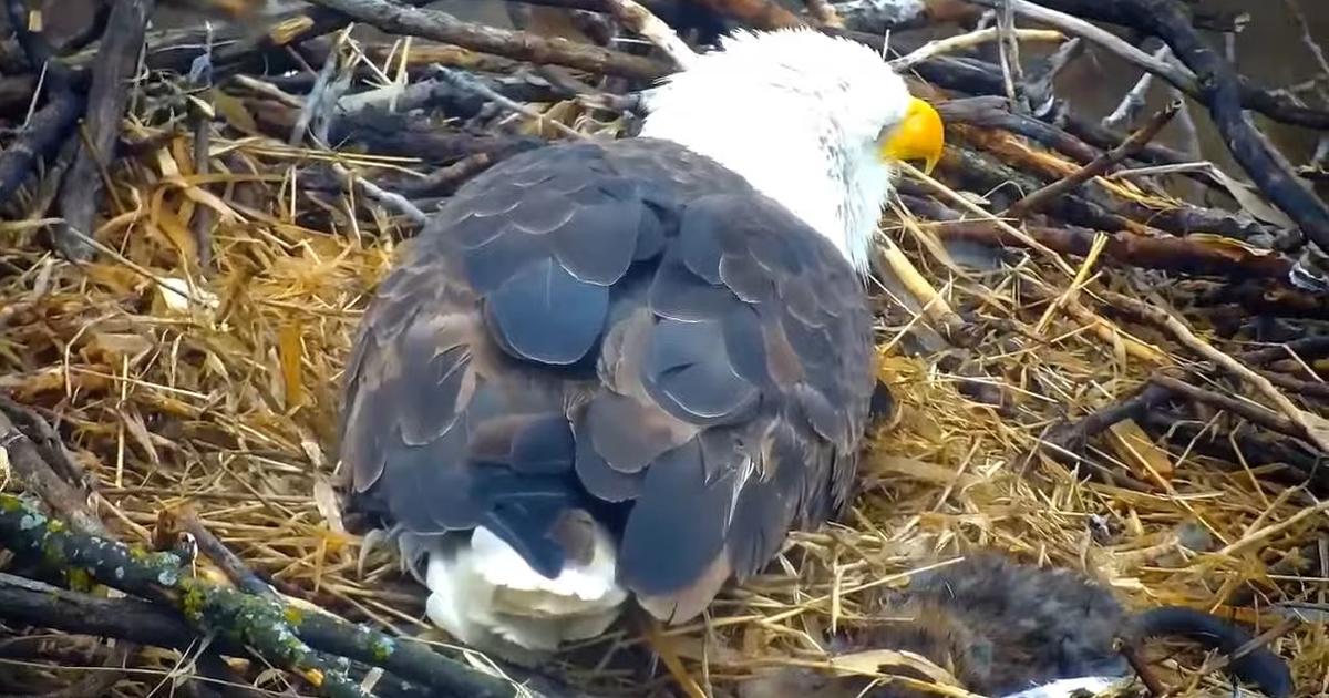 DNR Reports EagleCam's First Hatchling Of 2022 - CBS Minnesota