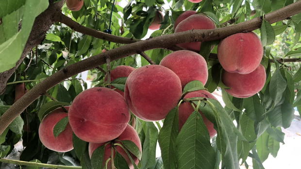 Peaches Grown In Taylors Falls by Dan Shield 