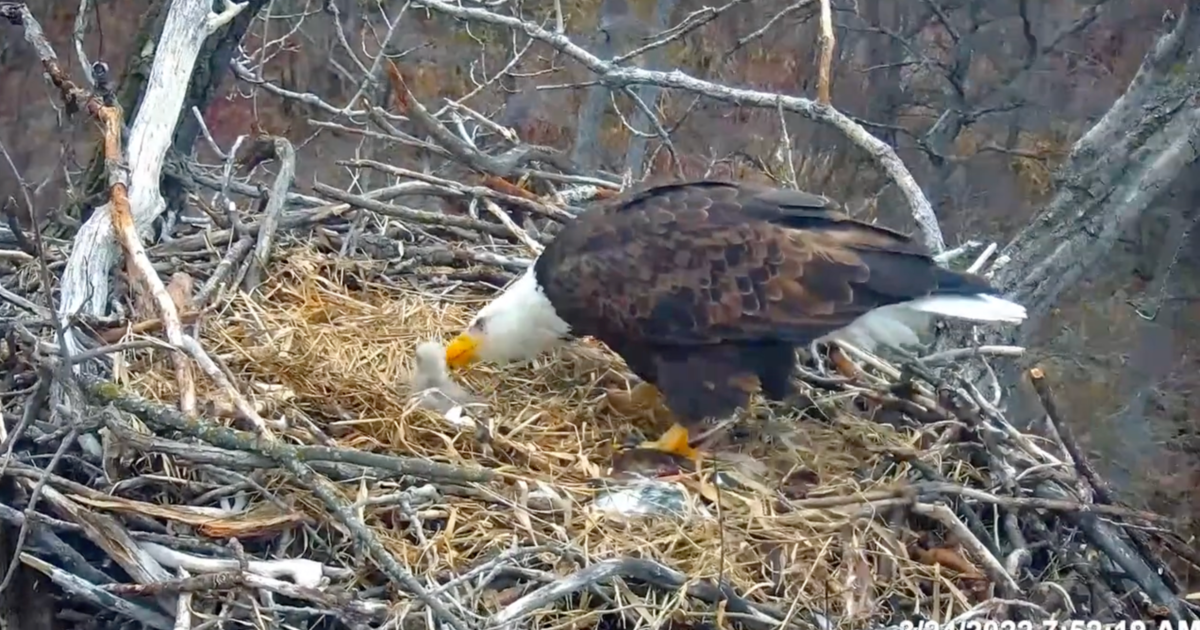 WEB EXTRA: DNR EagleCam Operator Gives Insight On Popular Livestream ...