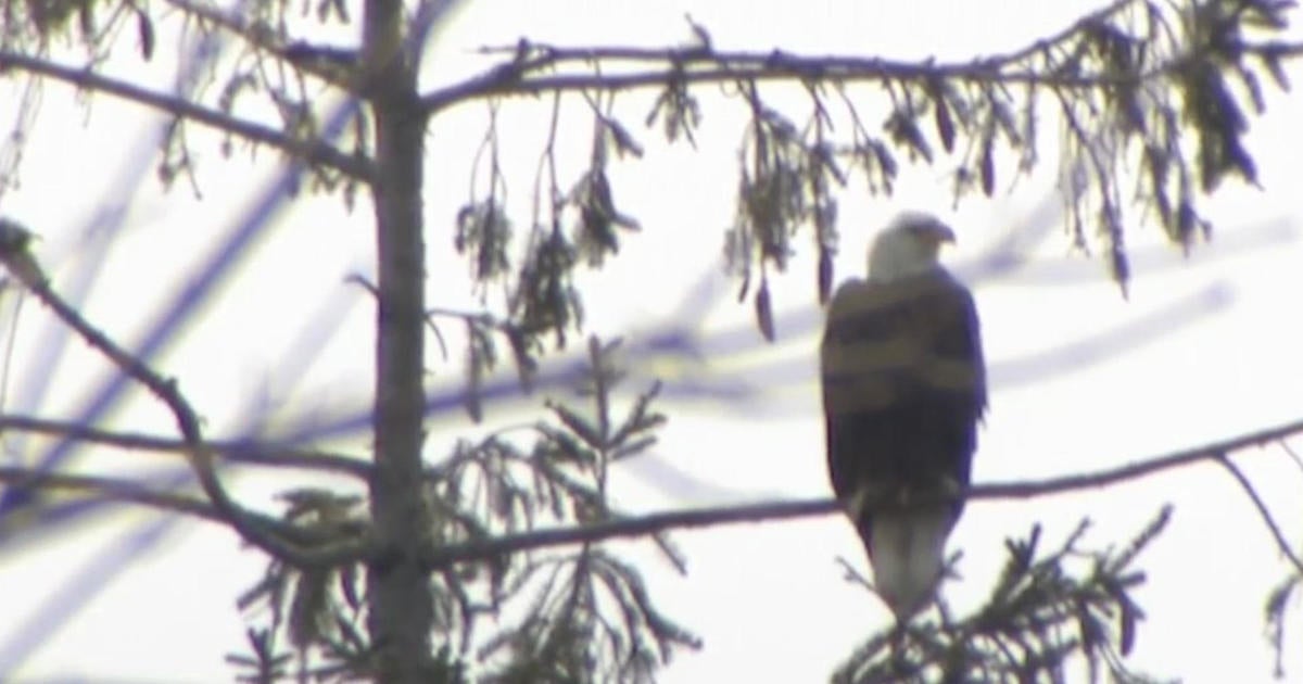 Bird-lovers on Long Island worried plans to build new houses in ...