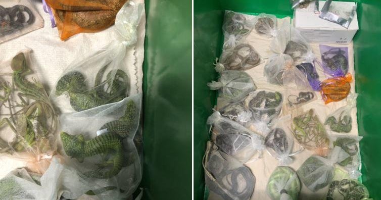 California man accused of smuggling more than 1,700 reptiles into the U