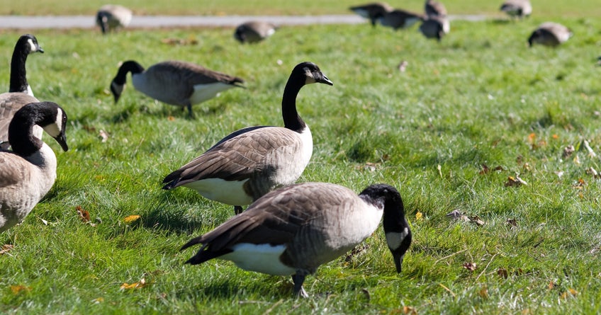 Avian Influenza Confirmed In Wild Birds In Three Michigan Counties
