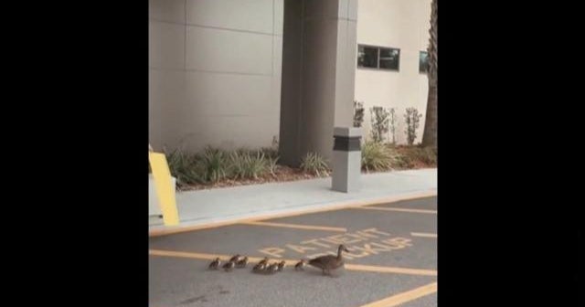 the act of giving birth in duck is called
