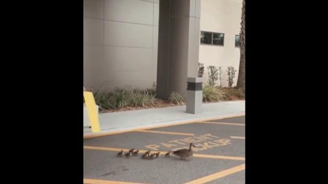 cbsn-fusion-duck-gives-birth-in-atrium-of-florida-hospital-thumbnail-937599-640x360.jpg 