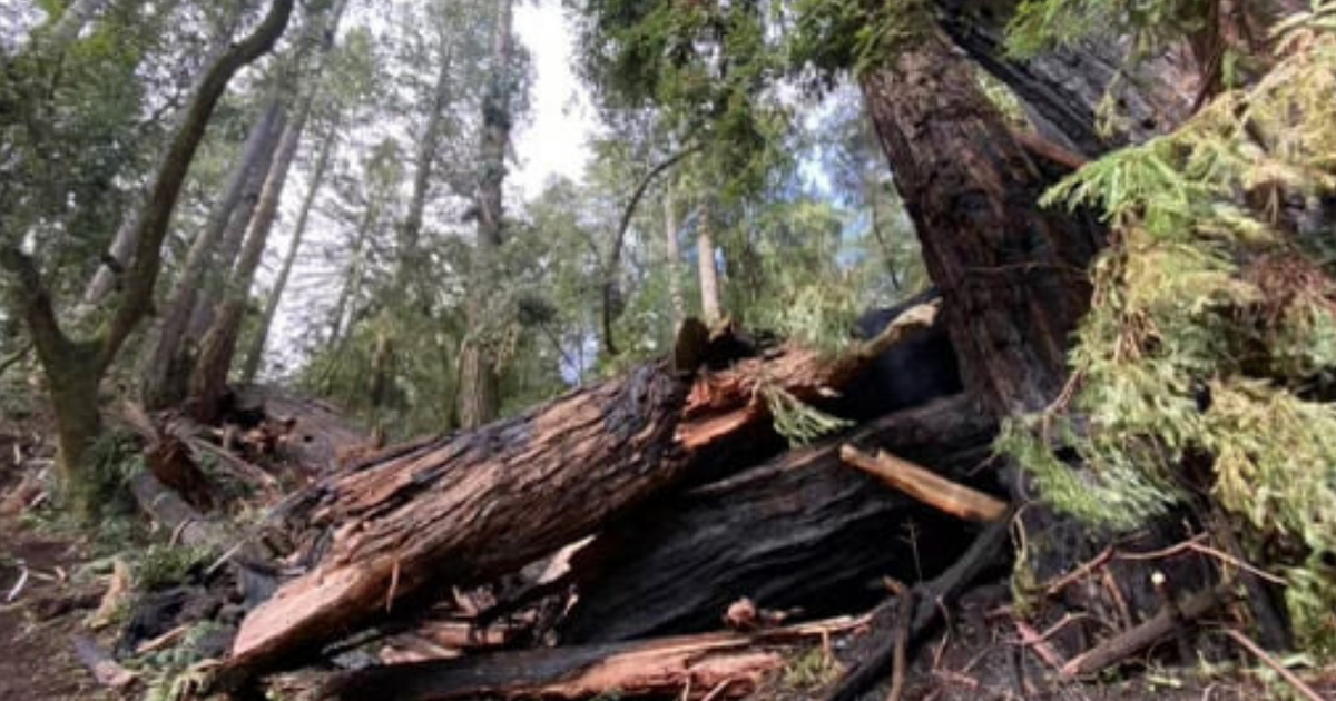 Fire Destroys Ancient Redwood Tree In California Park CBS Sacramento