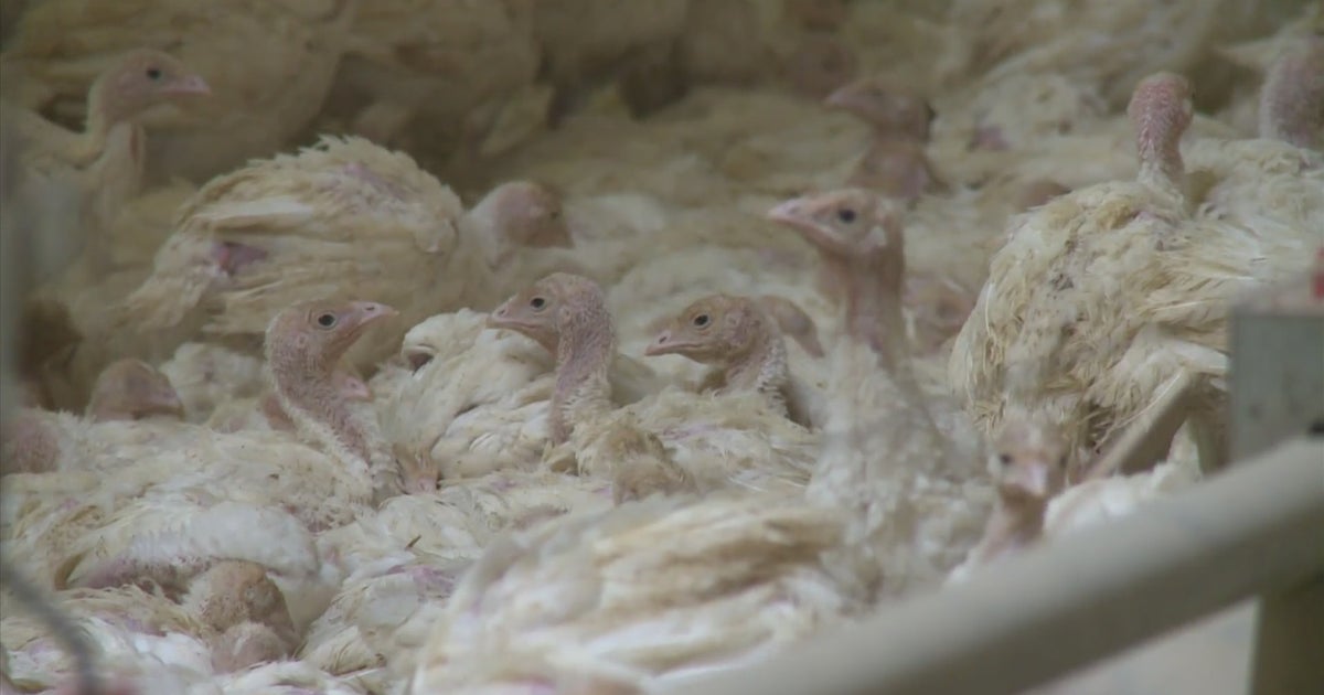 Bird Flu Confirmed In 2 Minnesota Flocks; Poultry Owners On High Alert ...