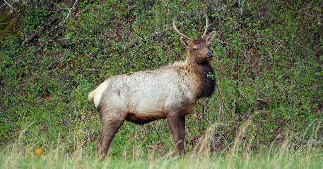 Nature Elk in North Carolina CBS News