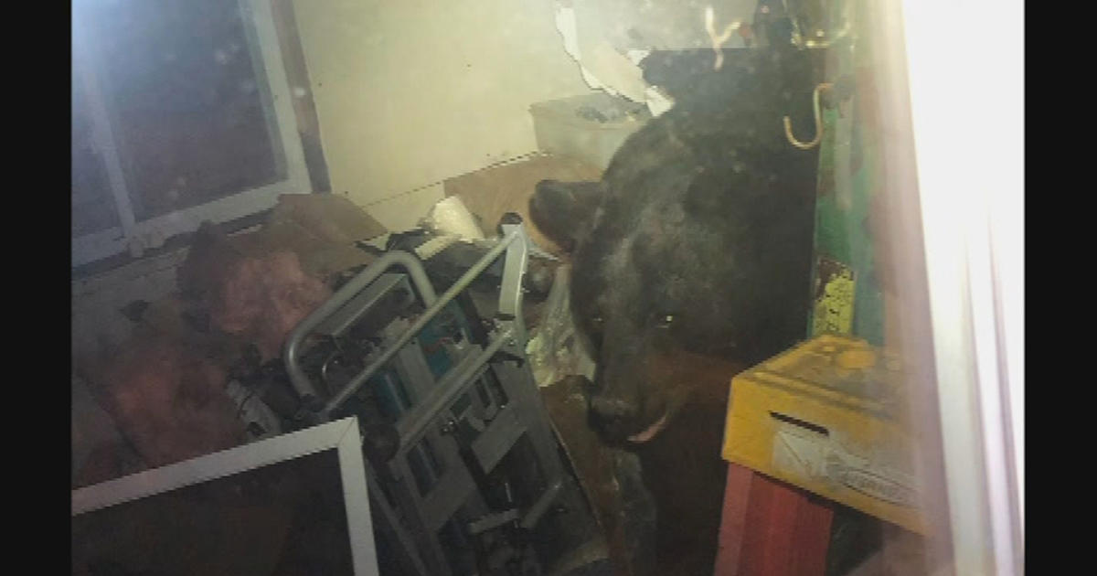 Black Bear Gets Stuck Inside Grafton, NH Home For 45 Minutes - CBS Boston