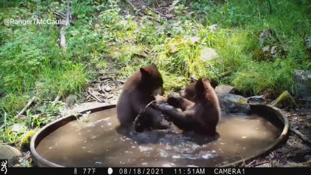 blac-bear-cubs-playing.png 